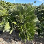 Palmička nízka (Chamaerops Humilis) ´VULCANO´ - výška 140-150 cm, kont. C130L/C160L - VIACKMENNÁ - EXEMLPÁR (-15°C)